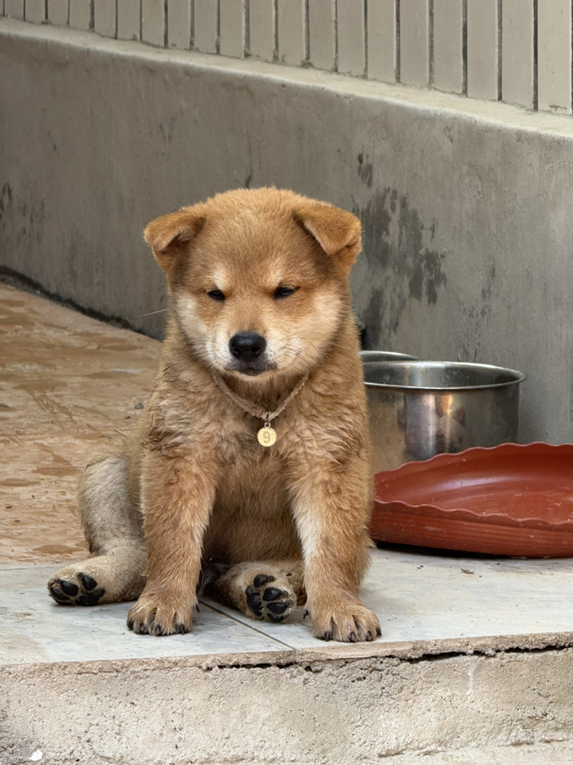 【自家繁育超萌柴犬弟弟找新家～】