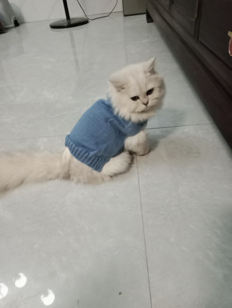 拿破仑金吉拉纯种母猫公猫