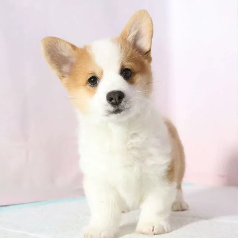 柯基幼犬，短腿萌宠，颜值爆表，可爱又贴心