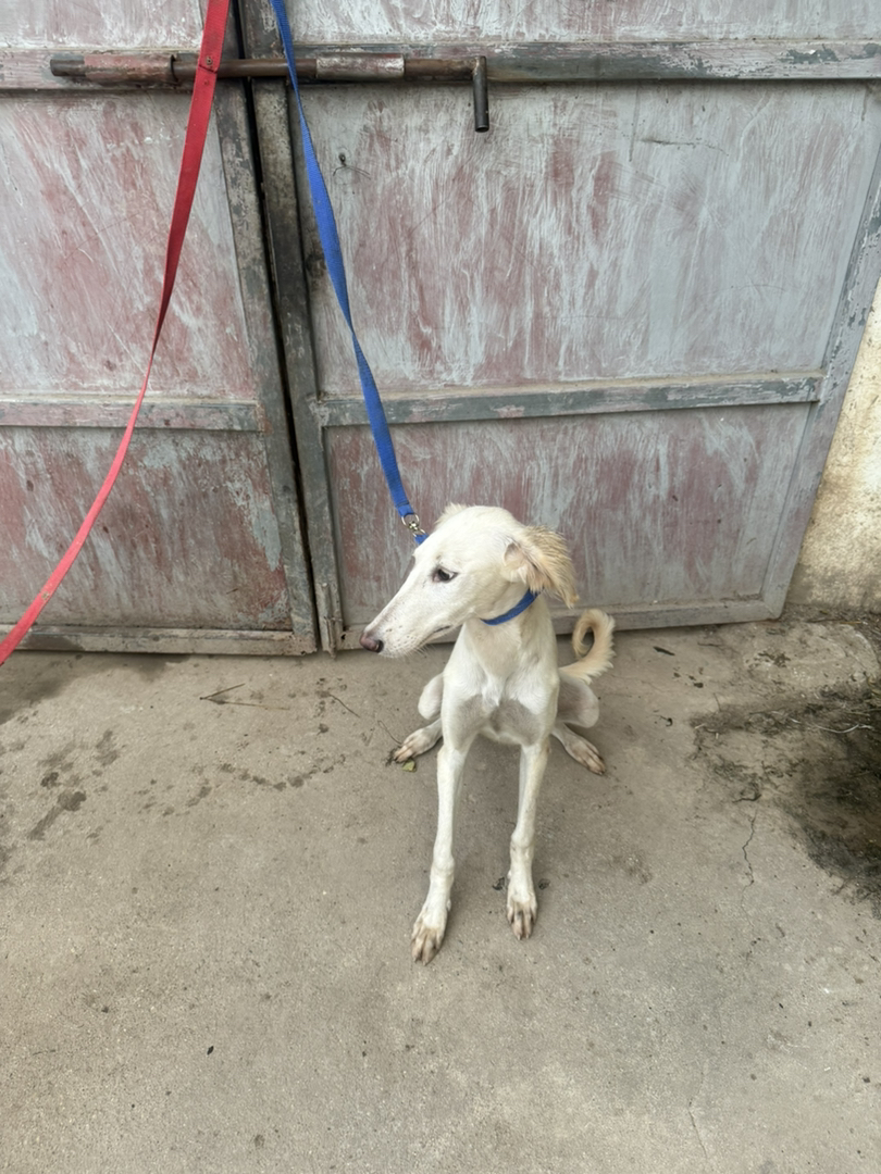 山东细犬,6个月,疫苗齐全喜欢带走