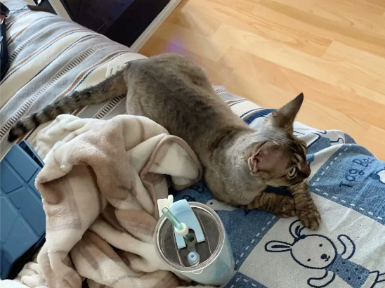 虎斑德文卷毛猫