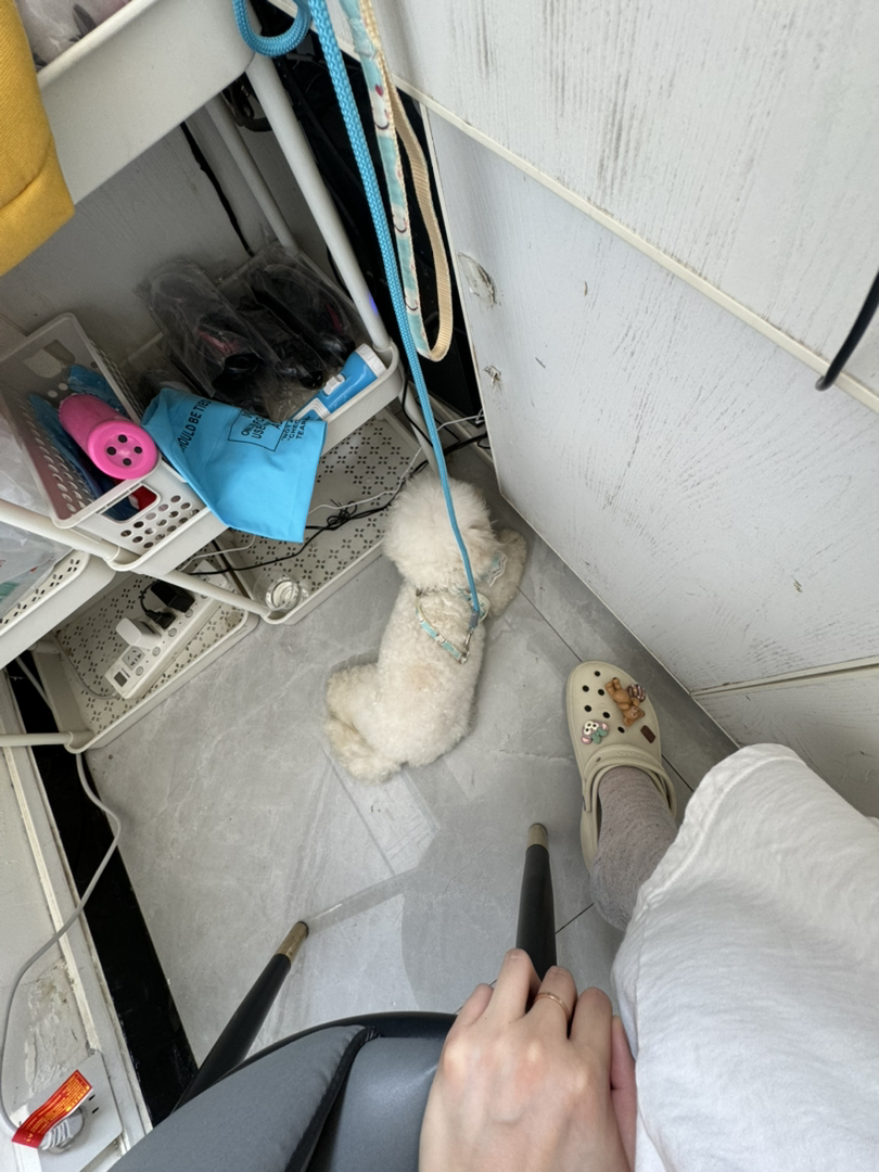 出18个月大比熊母
