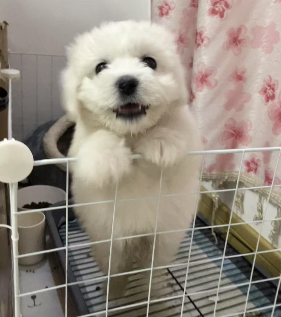 小比熊