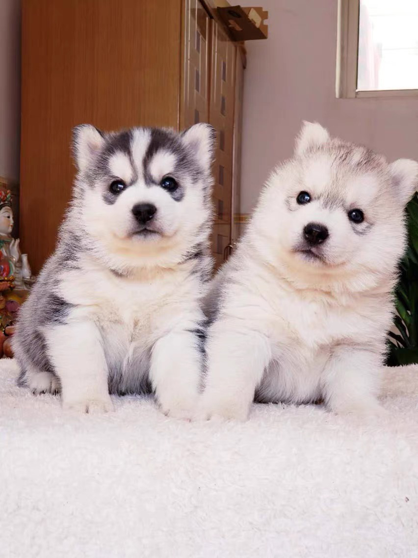 哈士奇(二哈)幼犬,毛蓬眼亮,活泼机敏,家庭萌趣活力伴侣