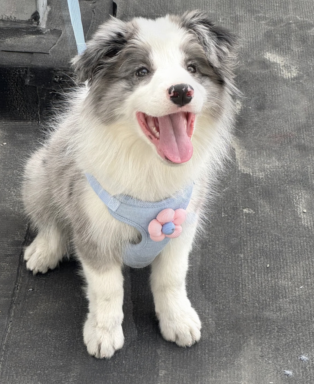 双血统顶级陨石色边境牧羊犬