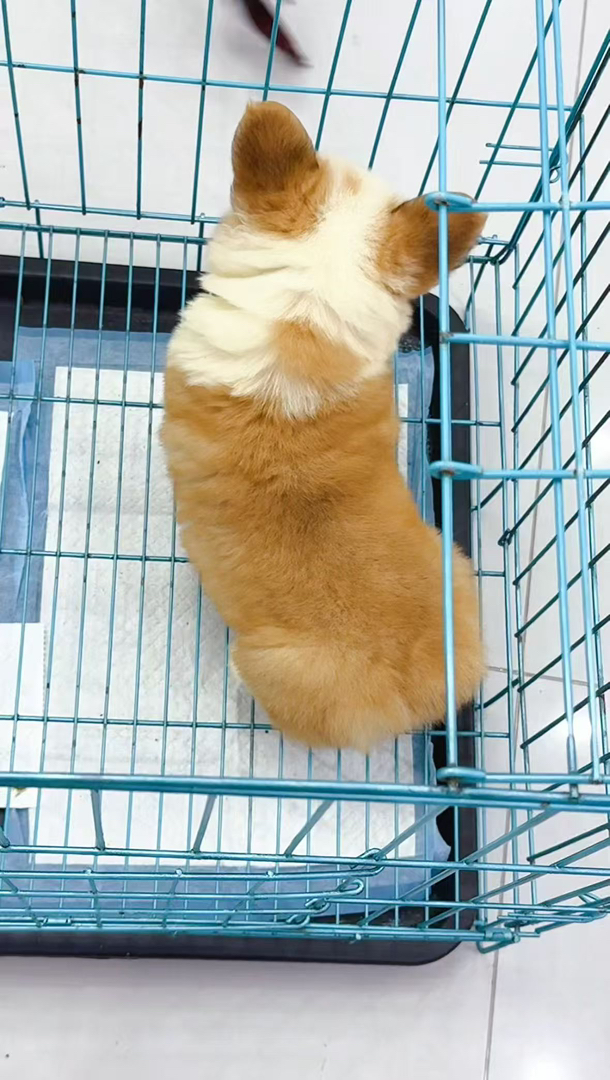 可爱柯基幼犬，短腿萌态十足，温顺乖巧的贴心小伙伴