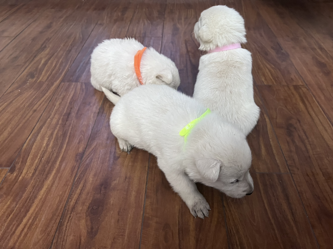 白色瑞士牧羊犬！看家护院一把好手！