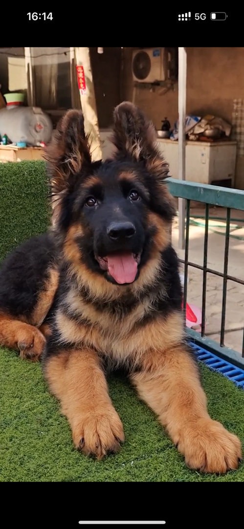 精品长毛德国牧羊犬