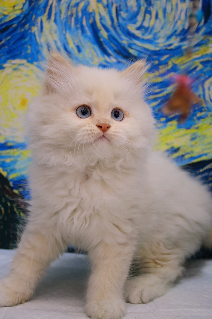 稀有色小猫 长毛金点 像烤焦的小面包,毛长蓬松 蓝色大眼 喜欢联系哦