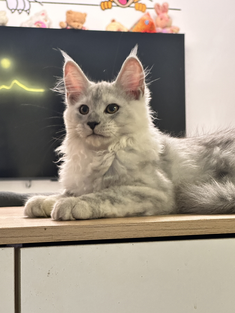 缅因猫高烟阴影烟弟弟,两针疫苗