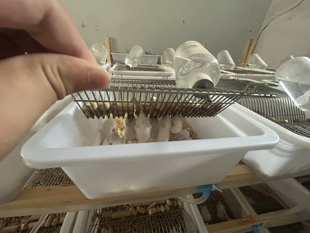 小白鼠