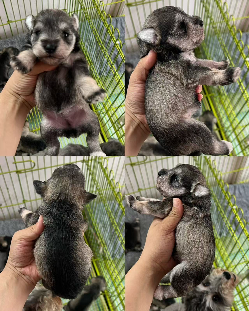 雪纳瑞幼犬,椒盐小体色品相佳,活泼可爱,聪明机敏,适合家庭陪伴