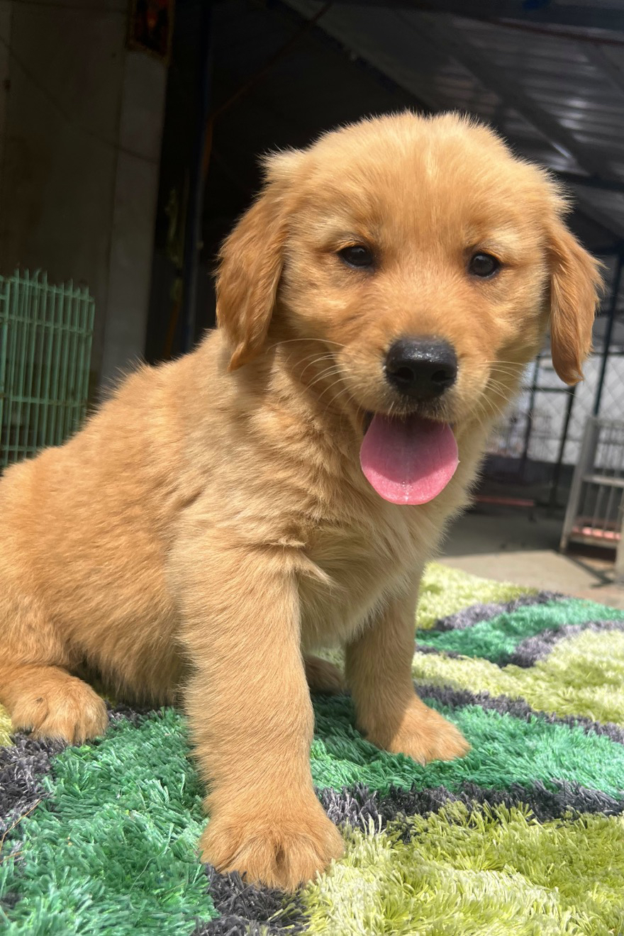 金毛幼犬,运费自理。