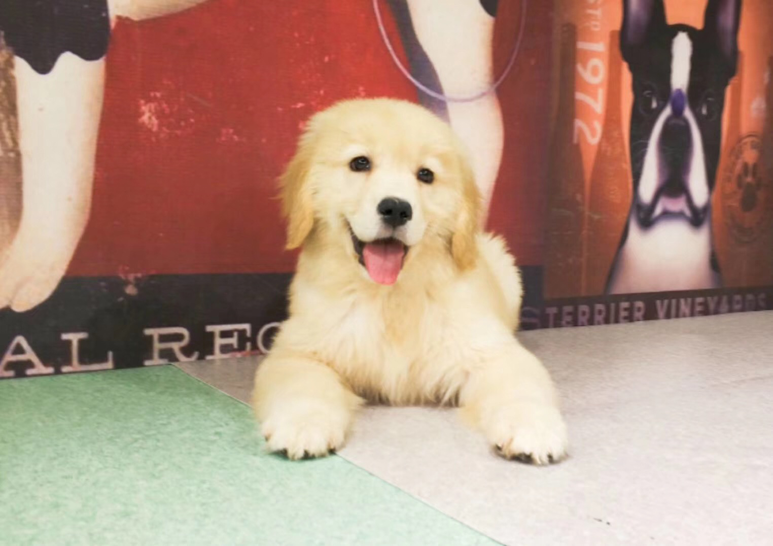 双血统金毛犬❤️带证书芯片