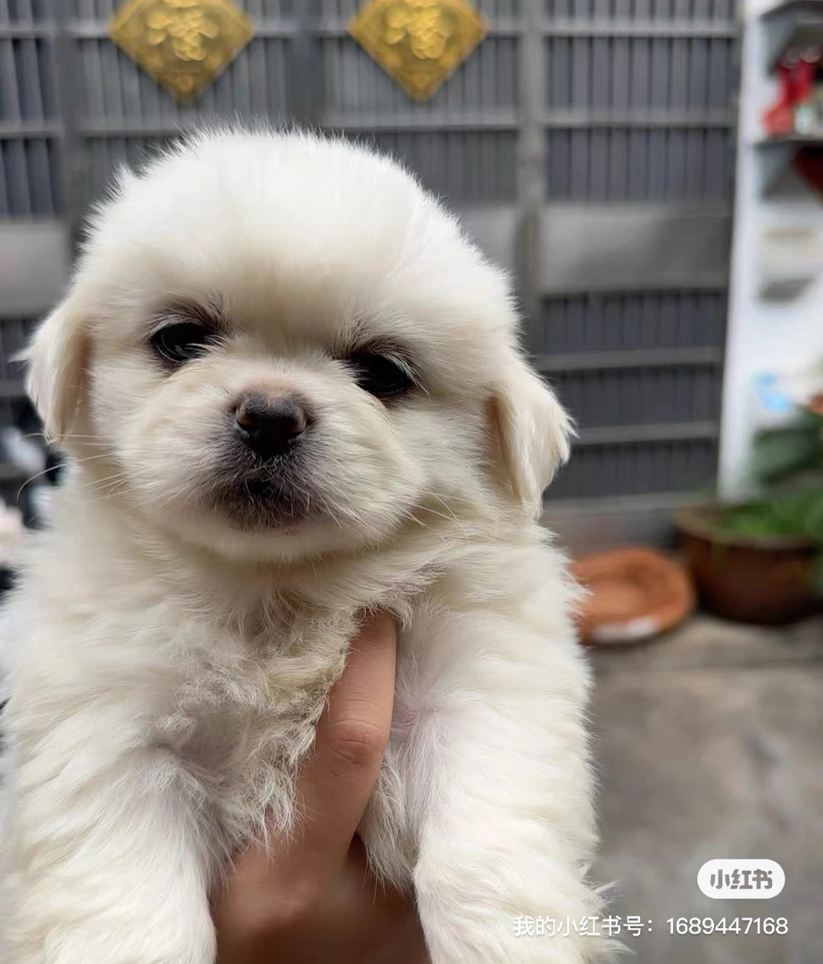 可爱京巴犬幼犬，白色毛发蓬松，憨态可掬惹人爱