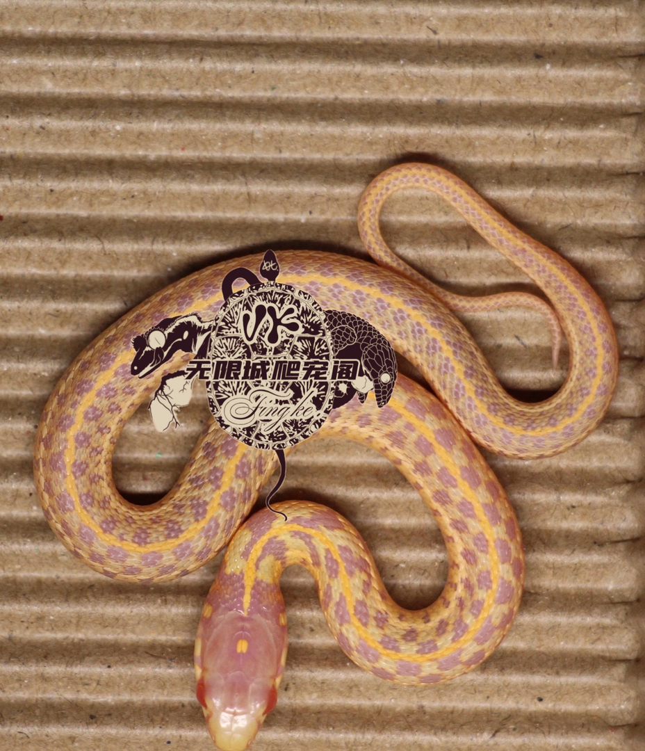 白化束带宝宝1只可以吃鸡心鱼肉不需要加温）