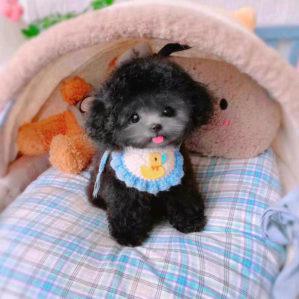亮灰色泰迪熊