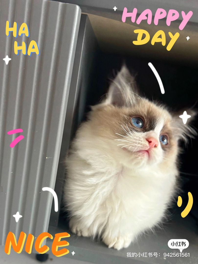 布偶猫