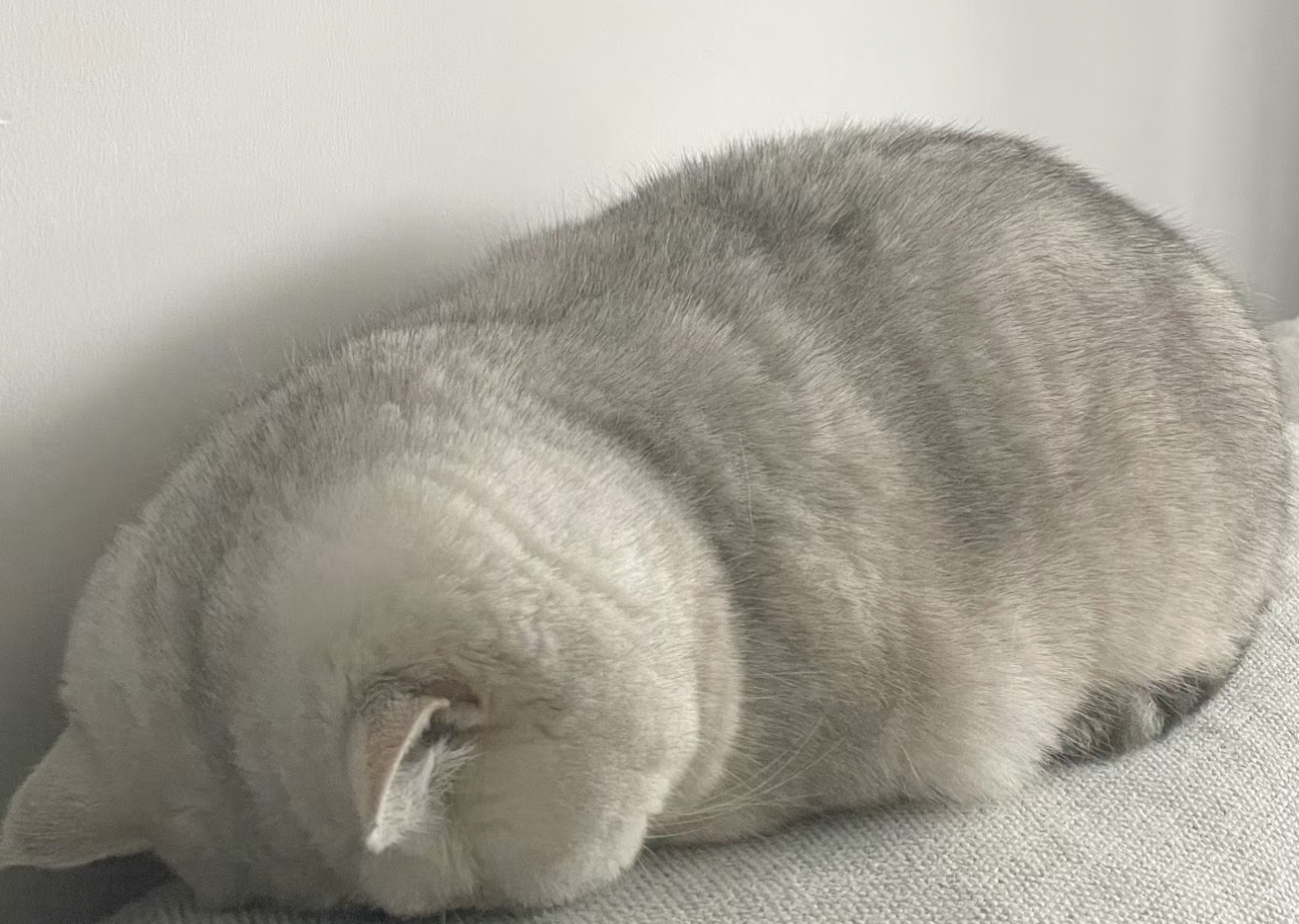 大胖脸银渐层猫咪多多❤高大上