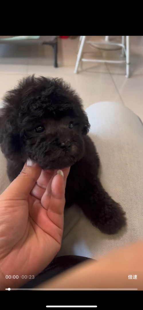 小体可爱灰泰迪犬，毛发浓密如绒球，乖巧聪明超粘人