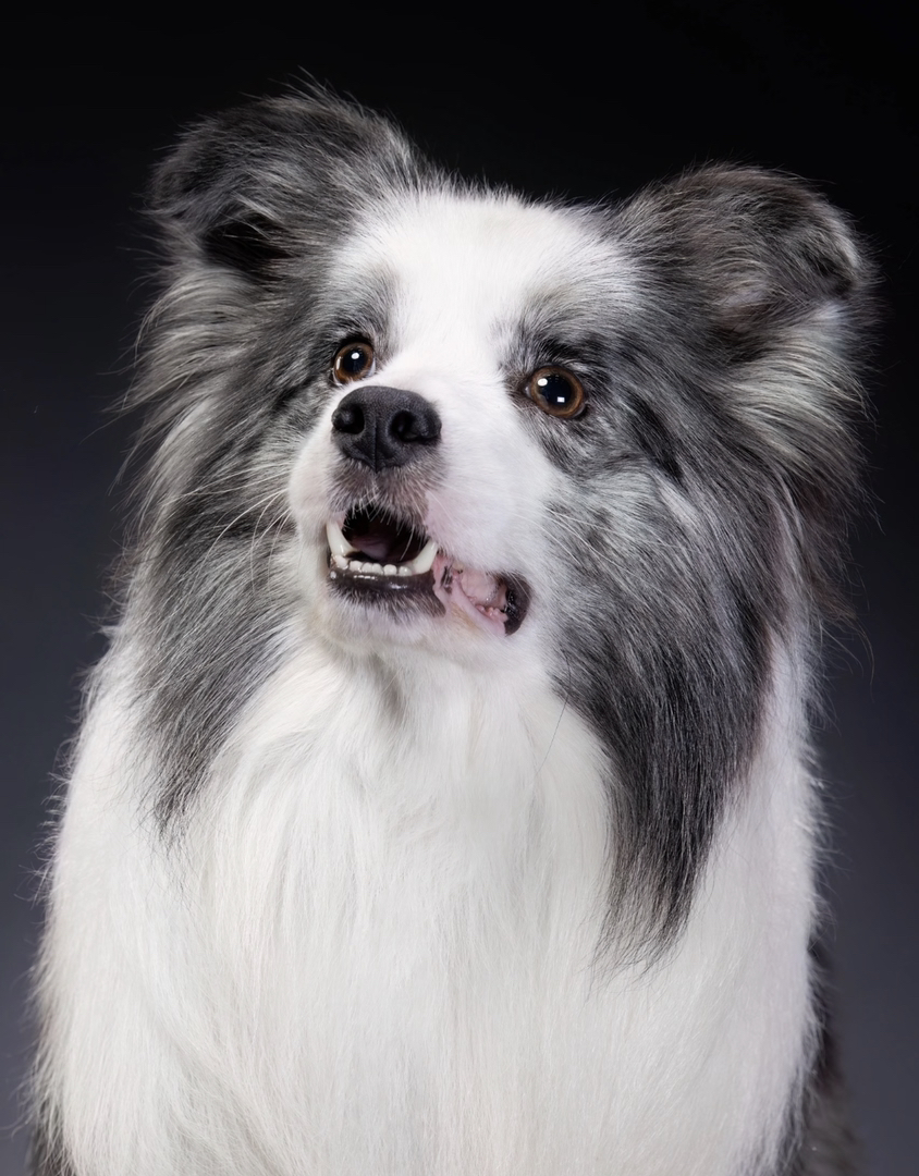 陨石色边境牧羊犬,颜值高智商高,聪明忠诚的最佳伴侣