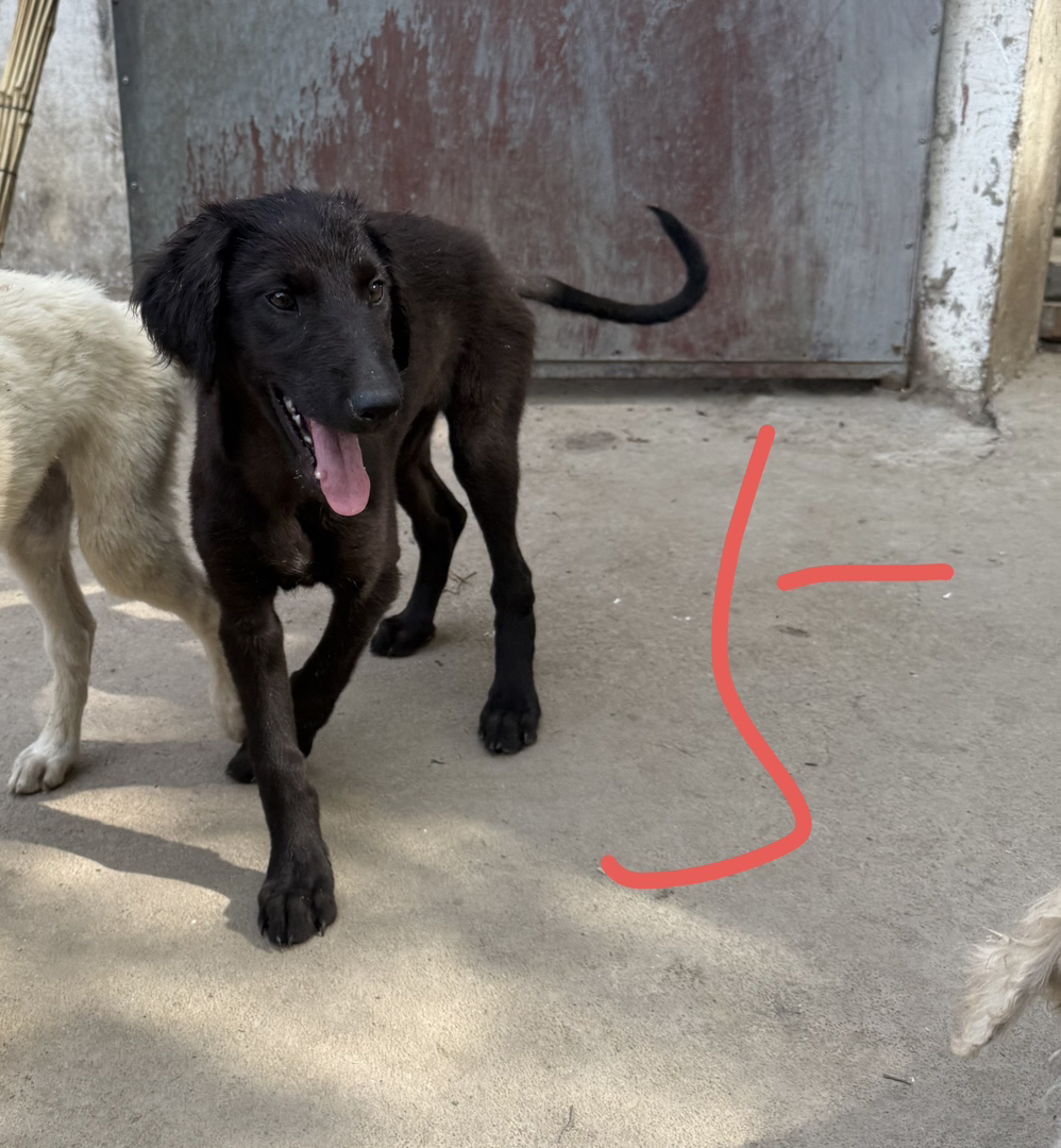 山东细犬优秀的中华田园犬聪明活波会看家护院认主人三个多月疫苗齐全包托运