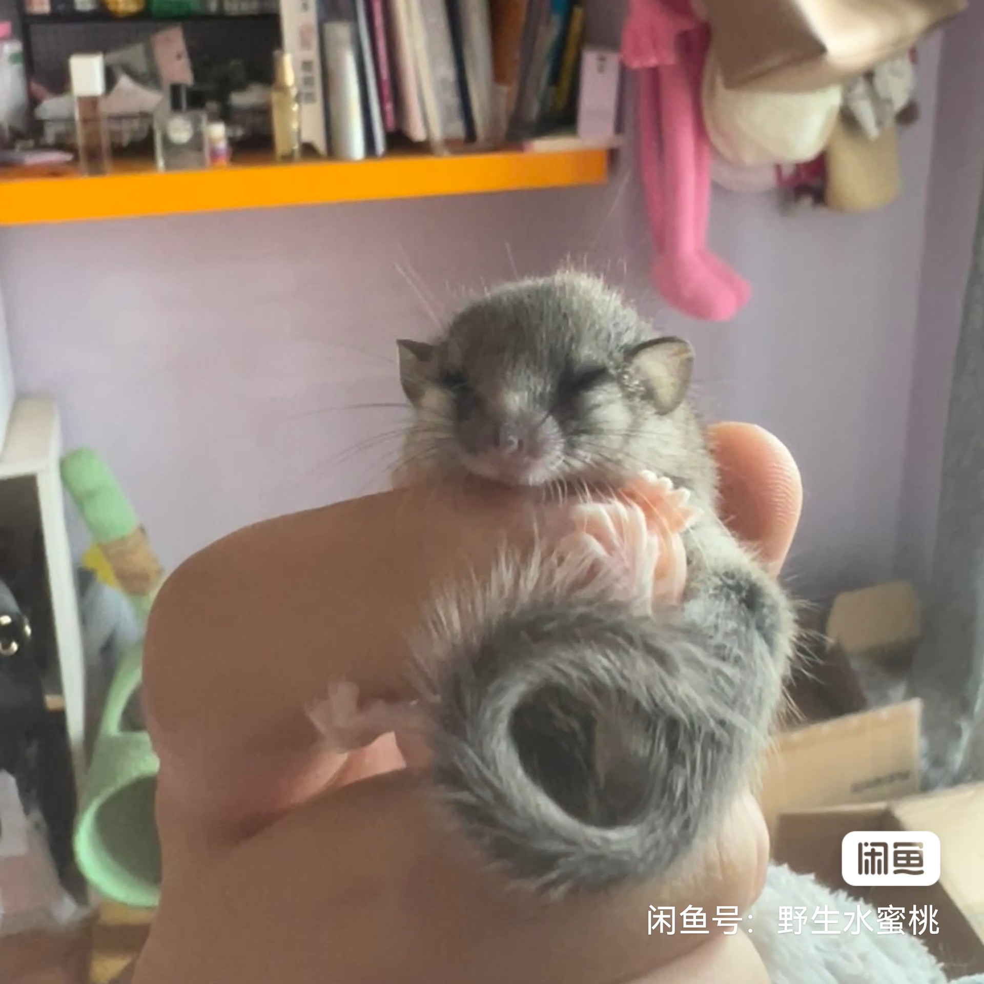 睡鼠幼崽,活波可爱好养,亲人可以上手,公母都有,喜欢联系 - 西班牙睡鼠 | 买只宠物 - 专业的宠物购买平台,覆含宠物狗、宠物猫、小宠等分类 ...