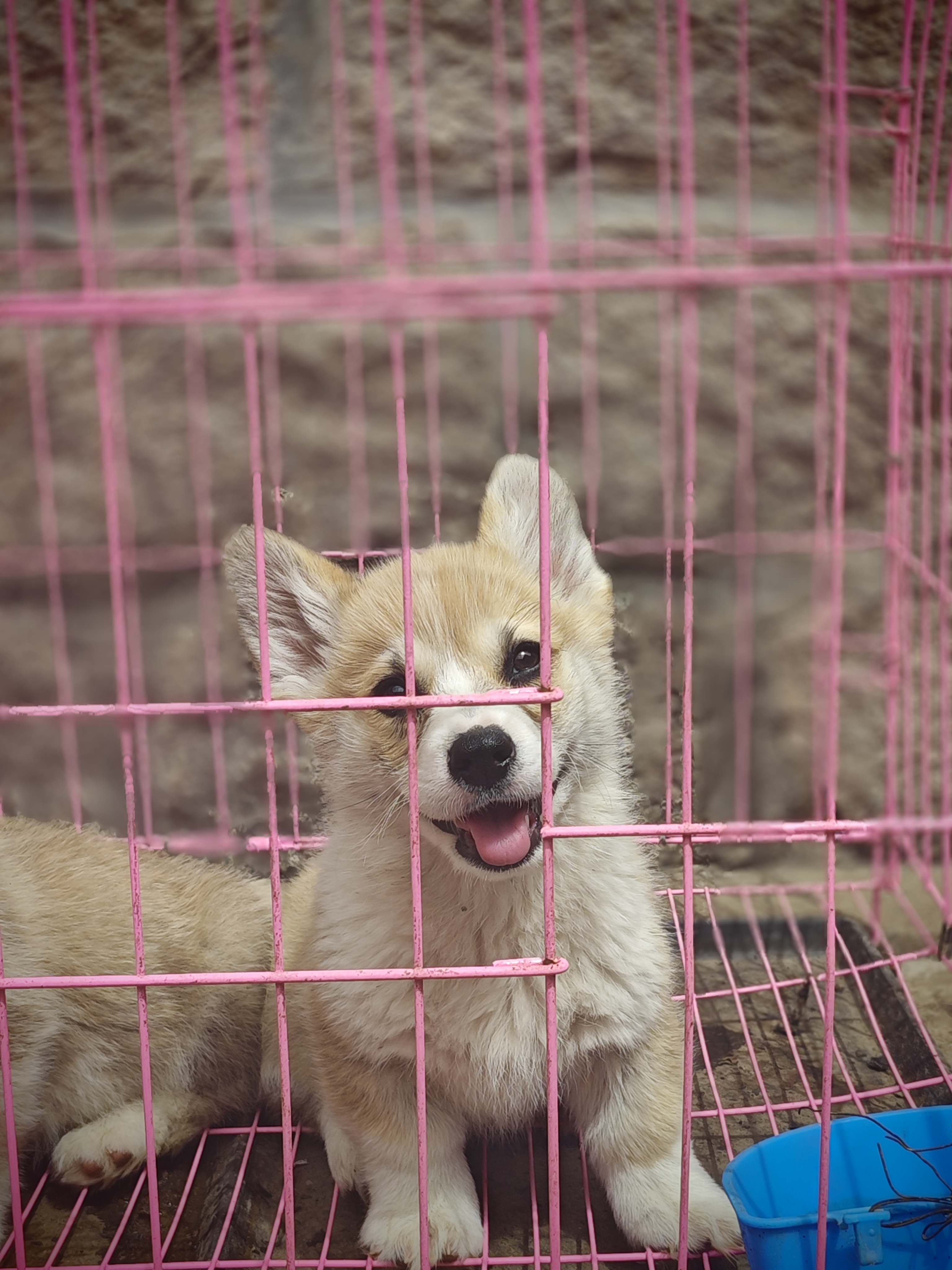 双血统柯基犬