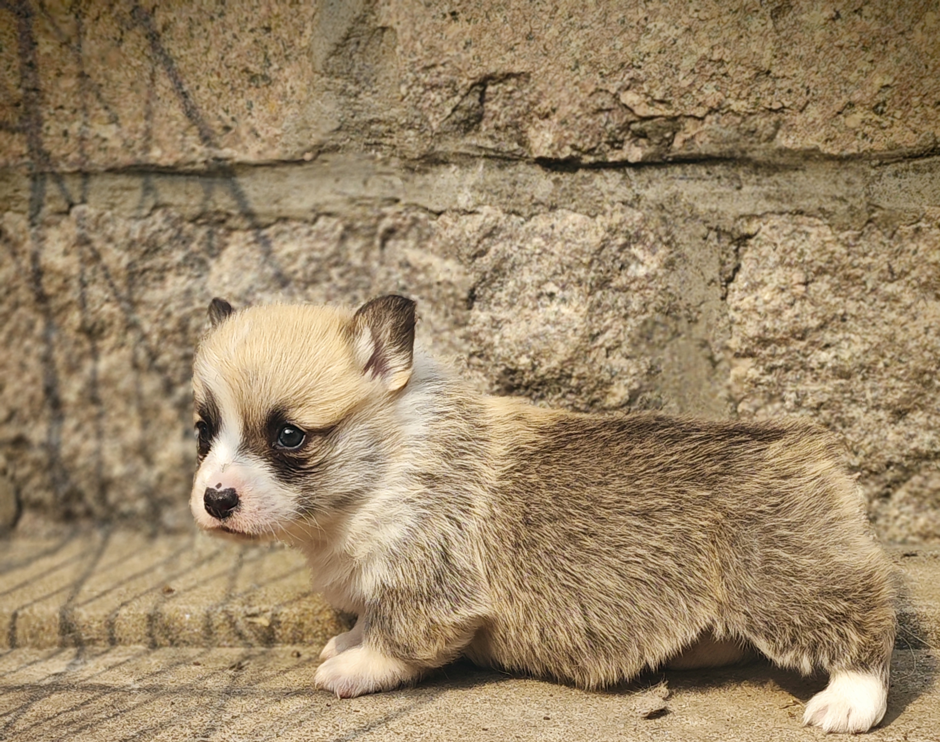 双血统纯种柯基犬一窝幼犬