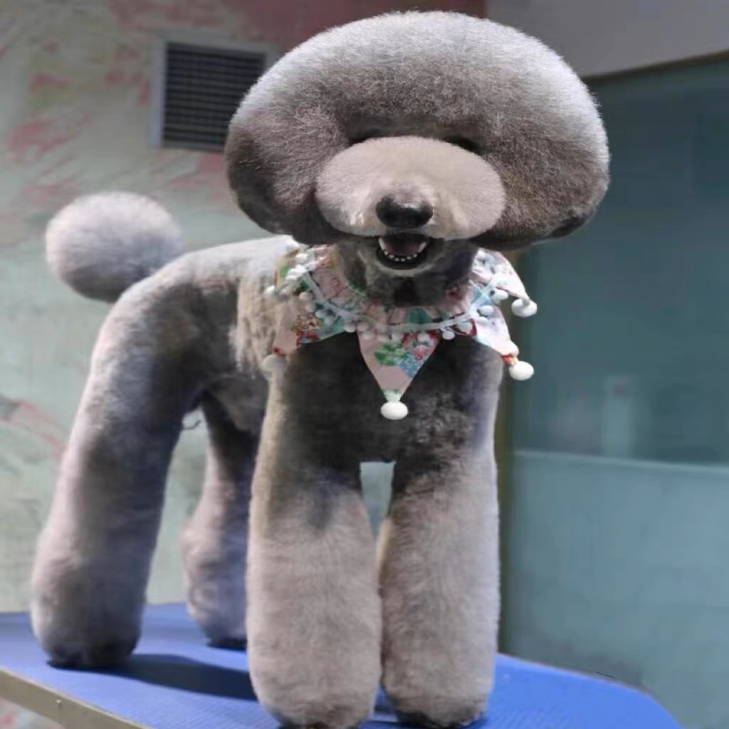 纯白色巨贵 灰色巨贵 花色巨贵