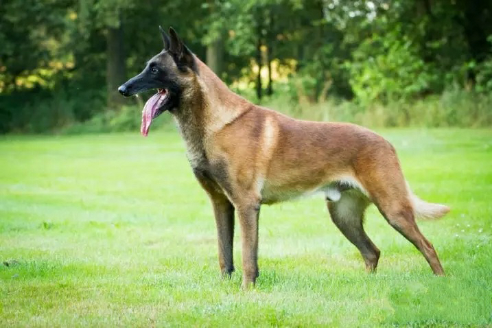 双血统马犬❤️带证书➕芯片