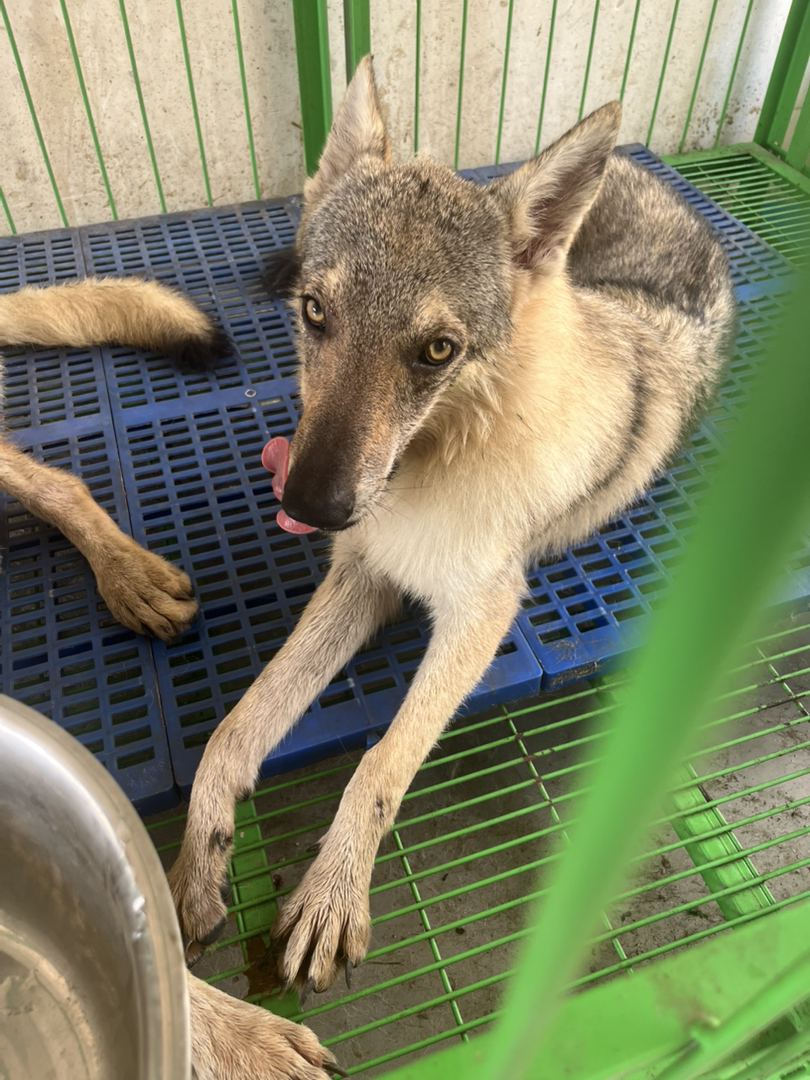 捷克狼犬冠军儿子出售