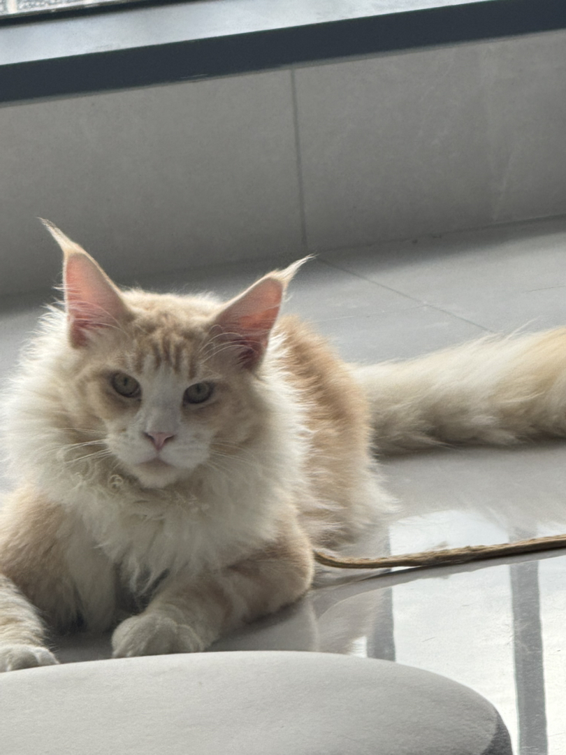凯米尔色 缅因猫弟弟 6个月大了 很活泼 很健康看上的可以私我