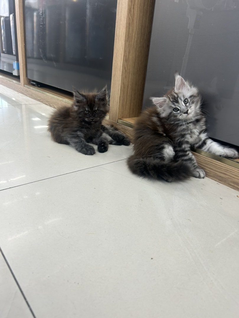 缅因猫