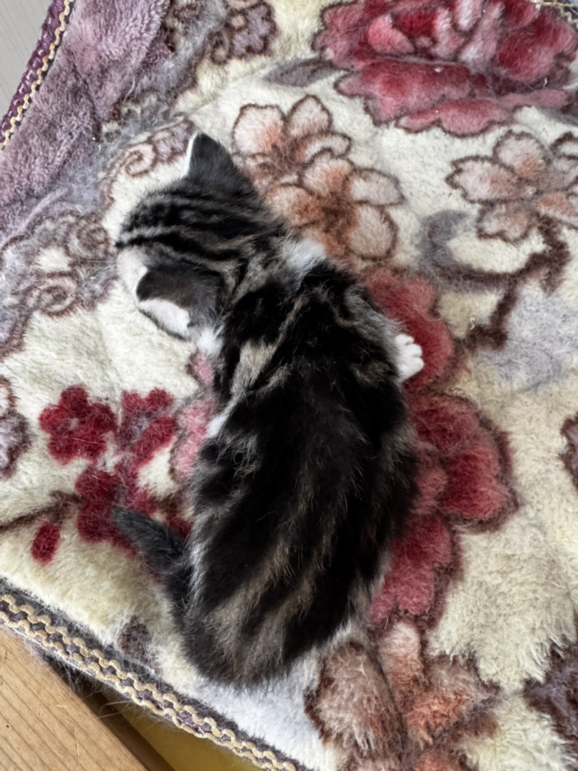 美国短毛猫幼崽，颜值爆表，性格乖巧，养宠首选