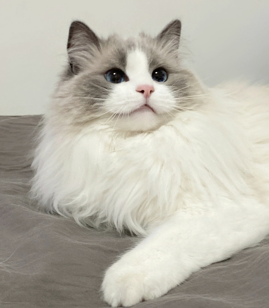 甜美系布偶猫❤️平台推荐