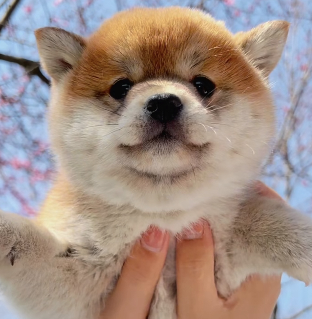 柴犬幼犬，可爱萌态，表情治愈，贴心陪伴不二之选