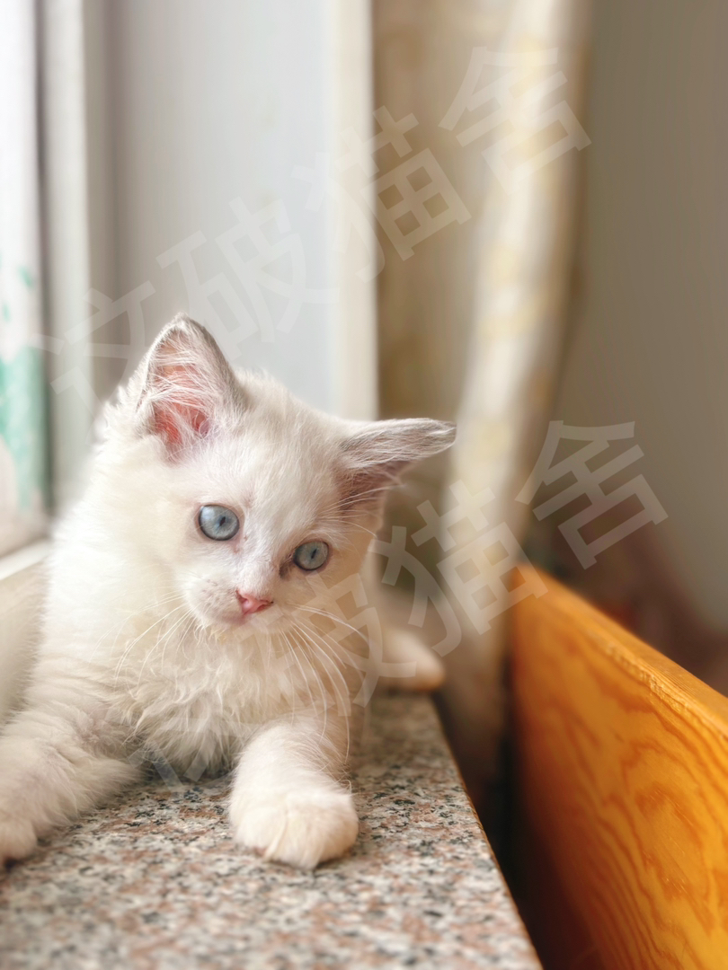布偶猫幼崽,颜值爆表,蓝眼白毛,温柔可爱的贴心伴侣