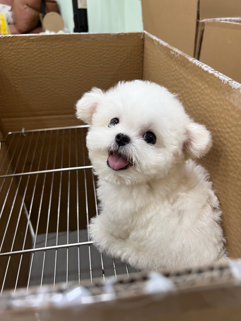 比熊幼犬公母都有