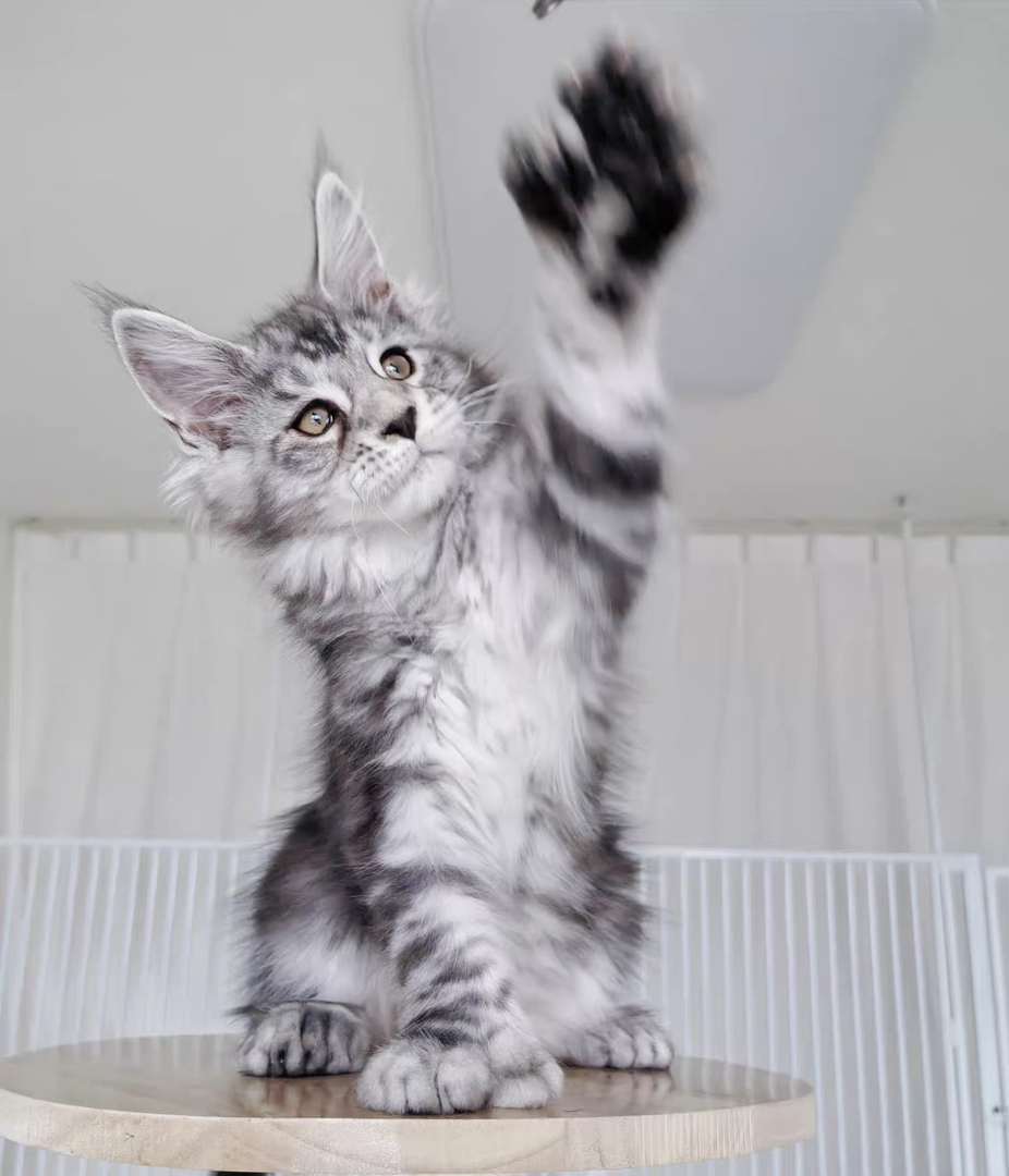 缅因猫幼崽，体型大毛发浓密，活泼好动超可爱