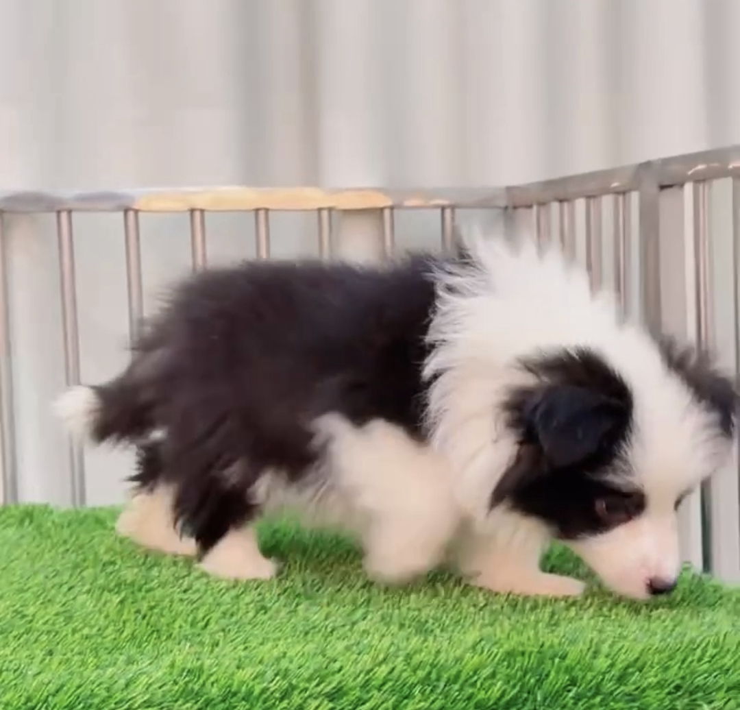 双血统⭐带证书芯片⭐边境牧羊犬