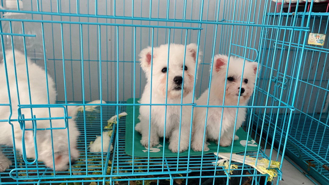 飞耳比熊幼崽 活波可爱 性格好 偏小体