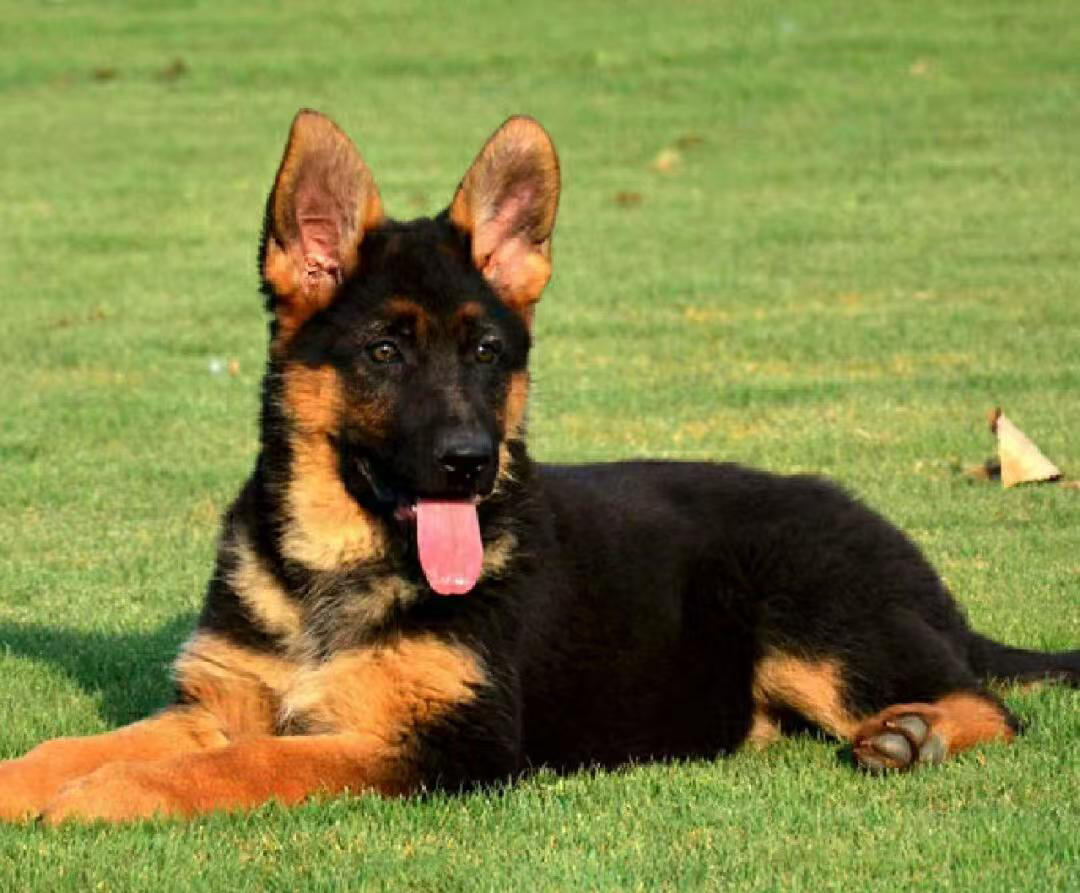 德国牧羊犬幼犬，品相优良，忠诚可靠的理想伴侣