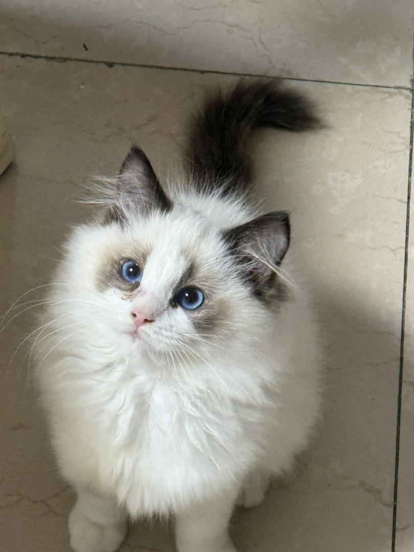 纯正自己家生的绝非猫贩子