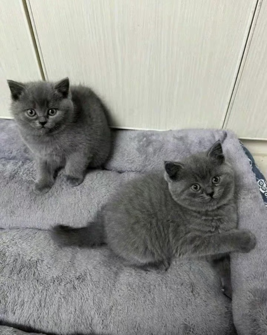 可爱英短小猫,圆眼灰毛超萌,温顺乖巧惹人爱