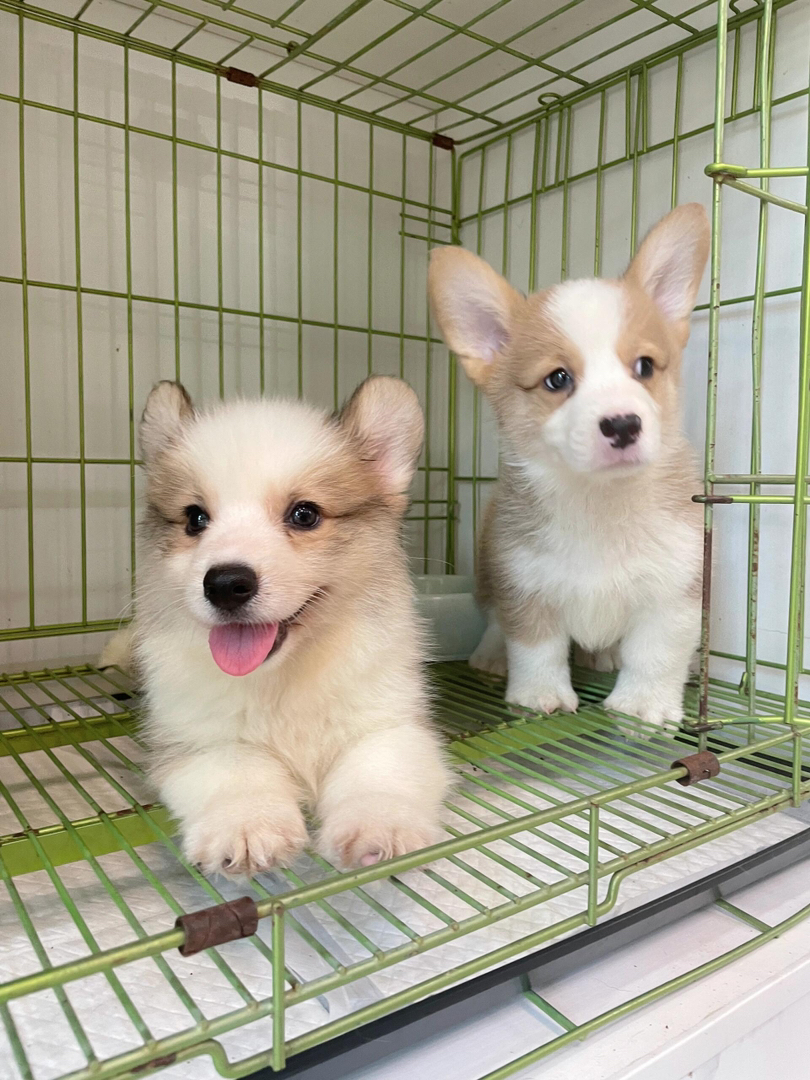 可爱柯基幼犬,短腿萌态十足,性格温顺,居家好伴侣