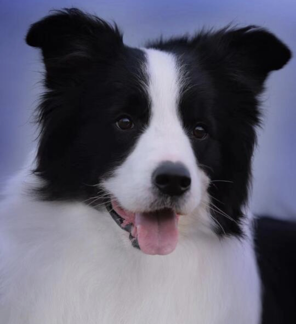 双血统赛级边牧❤边境牧羊犬