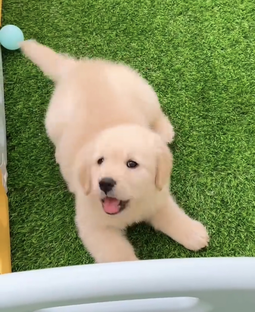 双血统👑带证书芯片🥇高端金毛犬