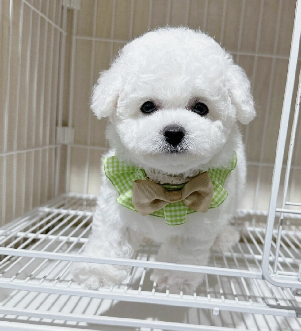 可爱比熊犬,浑身雪白如棉花,乖巧温顺萌翻天