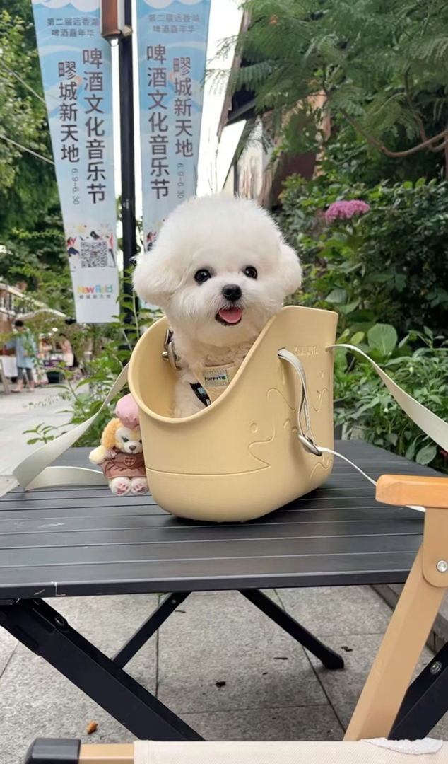 韩版比熊❤可爱乖乖